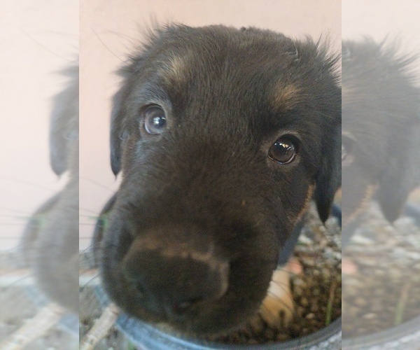 Medium Photo #7 Australian Shepherd-Miniature Australian Shepherd Mix Puppy For Sale in MODESTO, CA, USA