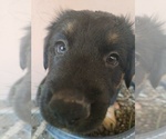 Small Photo #7 Australian Shepherd-Miniature Australian Shepherd Mix Puppy For Sale in MODESTO, CA, USA