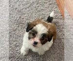 Puppy Puppy 3 Zuchon