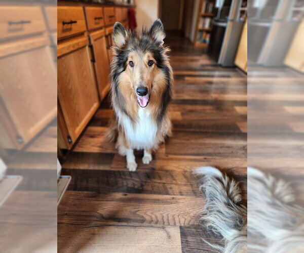 Medium Photo #1 Collie Puppy For Sale in Fairbanks, AK, USA