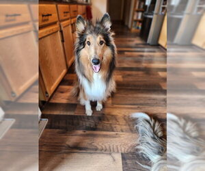 Collie Dogs for adoption in Fairbanks, AK, USA
