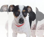 Small Mutt