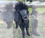 Small #2 Mutt