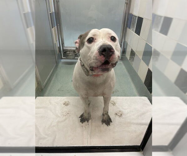 Medium Photo #1 Mutt Puppy For Sale in Plano, TX, USA