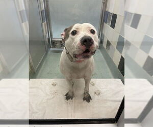 Mutt Dogs for adoption in Plano, TX, USA