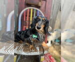Small #1 Dachshund