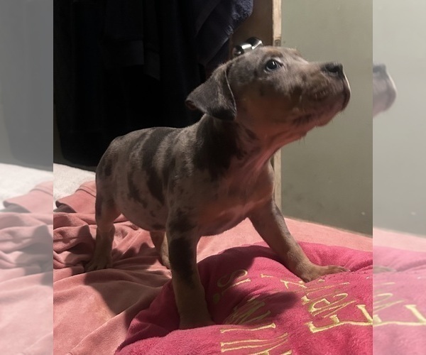 Medium Photo #15 American Bully Puppy For Sale in TRENTON, NJ, USA
