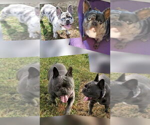 Mother of the French Bulldog puppies born on 06/05/2026