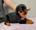 Small Photo #12 Rottweiler Puppy For Sale in ESTILL SPRINGS, TN, USA