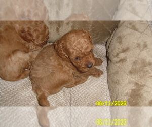 Poodle (Toy) Puppy for sale in DULUTH, GA, USA