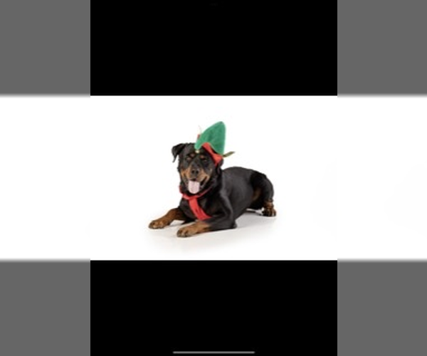 Medium Photo #4 Rottweiler Puppy For Sale in Gilbert, AZ, USA