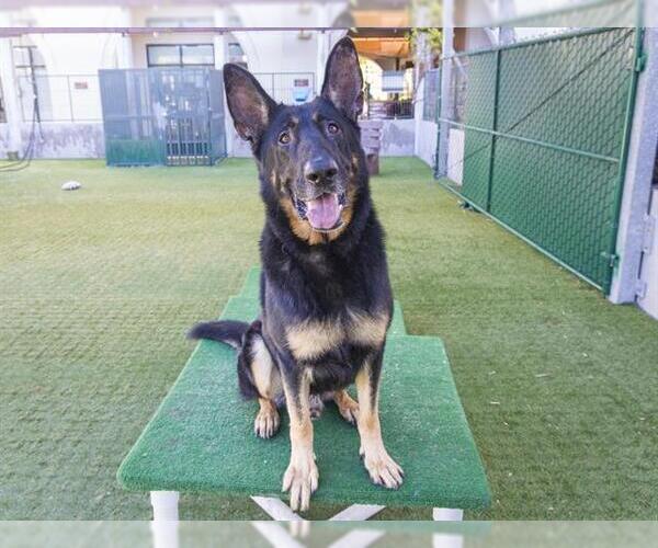 Medium Photo #2 German Shepherd Dog Puppy For Sale in Pasadena, CA, USA