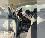 Small #1 Mutt