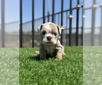 Small #6 English Bulldog