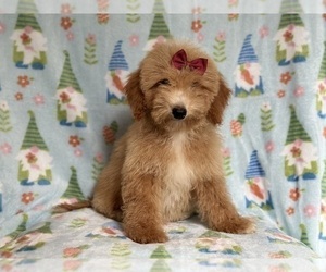 Goldendoodle (Miniature) Puppy for sale in LAKELAND, FL, USA