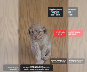 Zuchon Puppy for sale in TUCSON, AZ, USA