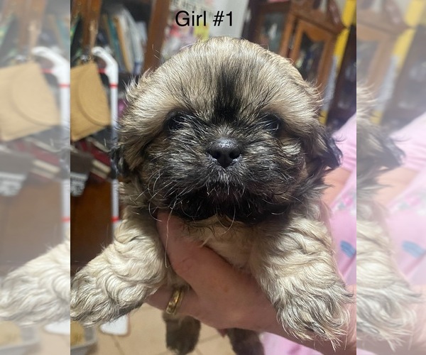 Medium Photo #3 Shih Tzu Puppy For Sale in PERRY, OH, USA