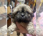 Small #2 Shih Tzu