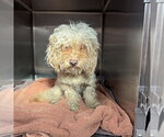 Small Poodle (Toy)