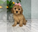 Small #5 Cavapoo