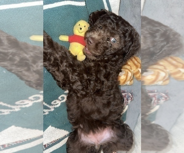 Medium Photo #9 Aussiedoodle Puppy For Sale in LA CRESCENT, MN, USA