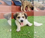 Small #1 Mutt