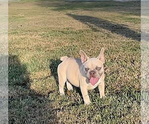 French Bulldog Puppy for sale in CALDWELL, TX, USA