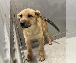 Labrador Retriever Dogs for adoption in Grasswood, Saskatchewan, Canada