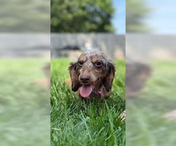 Medium Photo #1 Dachshund Puppy For Sale in Wheaton, IL, USA