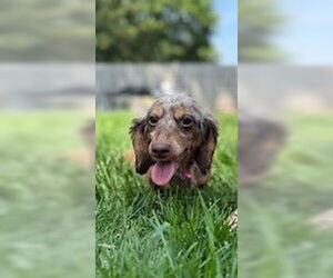 Dachshund Dogs for adoption in Wheaton, IL, USA