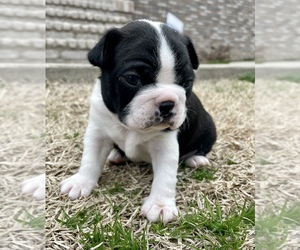 Boston Terrier Puppy for sale in WASHBURN, MO, USA