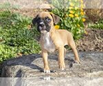 Small Photo #2 Boxer Puppy For Sale in MILLERSBURG, OH, USA