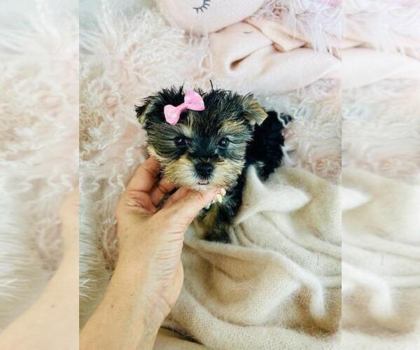 Medium Photo #16 Morkie Puppy For Sale in PEMBROKE PINES, FL, USA