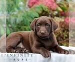 Small #2 Labrador Retriever
