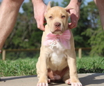Puppy Hunter Green American Bully