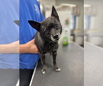 Small #1 Australian Kelpie-Chihuahua Mix