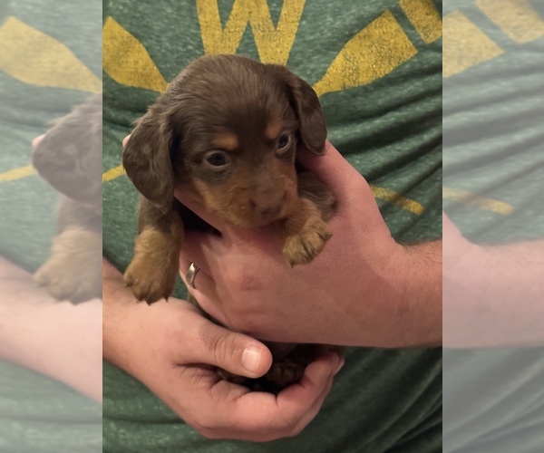 Medium Photo #1 Dachshund Puppy For Sale in ARENA, WI, USA