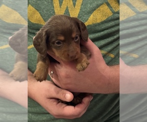 Dachshund Puppy for sale in ARENA, WI, USA
