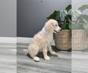 Akbash Dog-Goldendoodle Mix Puppy for sale in CORNING, CA, USA