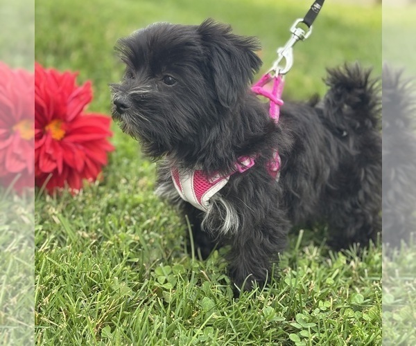 Medium Photo #7 Morkie Puppy For Sale in ROCK STREAM, NY, USA