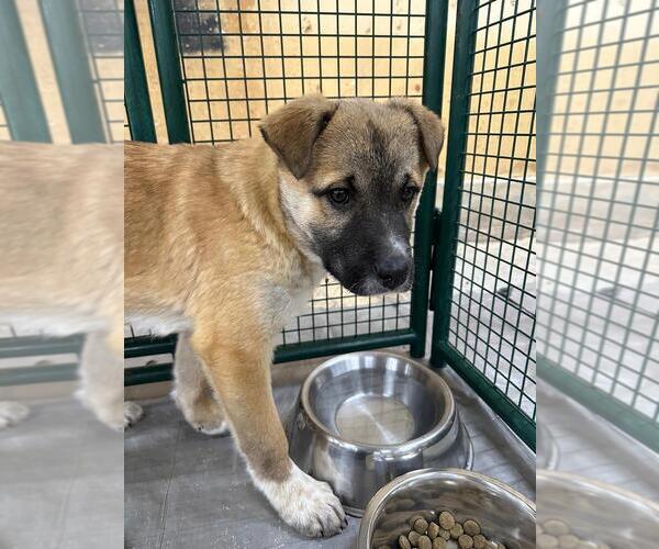 Medium Photo #3 Labrador Retriever-Unknown Mix Puppy For Sale in Calgary, Alberta, Canada
