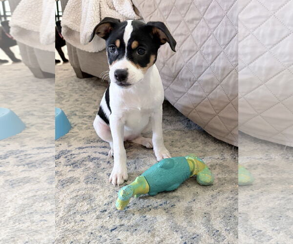 Medium Photo #2 Jack Chi Puppy For Sale in Ball Ground, GA, USA