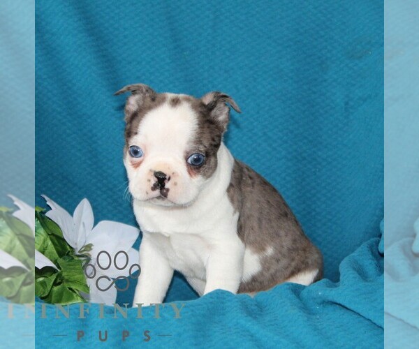 Medium Photo #3 Boston Terrier Puppy For Sale in QUARRYVILLE, PA, USA