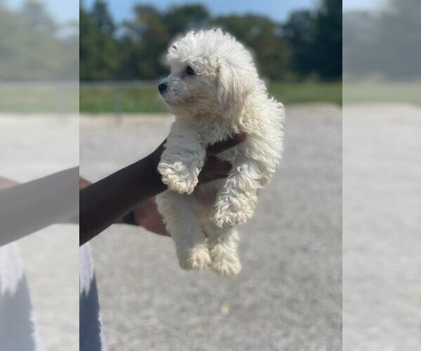 Medium Photo #2 Bichon Frise Puppy For Sale in HAMPTON, GA, USA
