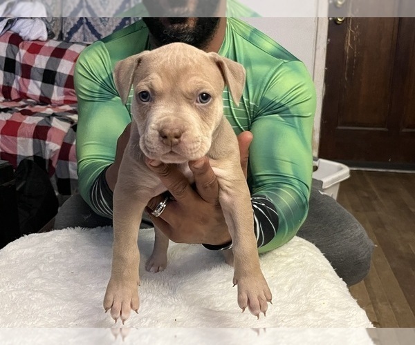 Medium Photo #9 American Bully Puppy For Sale in DUNDALK, MD, USA