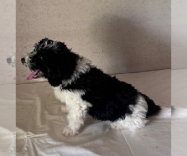Medium Photo #2 Bernedoodle Puppy For Sale in FREDONIA, PA, USA