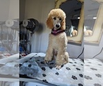 Small Photo #7 Poodle (Standard) Puppy For Sale in SAND SPRINGS, OK, USA
