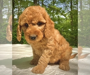 Goldendoodle (Miniature) Puppy for sale in WEST GROVE, PA, USA