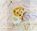 Small Poodle (Toy)
