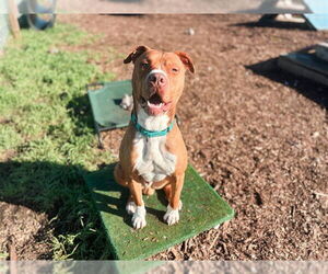 Mutt Dogs for adoption in McKinleyville, CA, USA